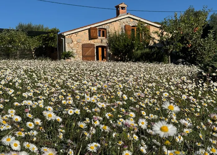 Villa With Pool, Olive Garden And Sea View By Traveler Tourist Agency Krk - Id 2147 Skrbčići